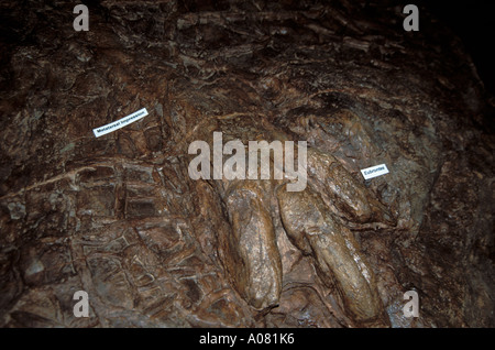 Dinosaurier Discovery negativen Eindruck verfolgt Johnson Farm St. George in Utah UT Stockfoto