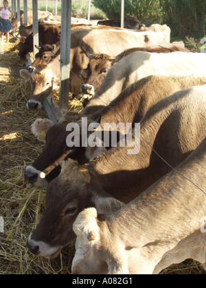 Braune alpine Milchkühe hintereinander Essen Heu Stockfoto