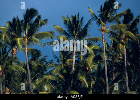 Sonnenuntergang mit Palmen in Hawaii Kihei Maui Hawaii USA Vereinigte Staaten Stockfoto