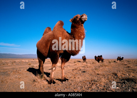 Baktrische Kamele in der Mongolei Gobi Wüste Stockfoto