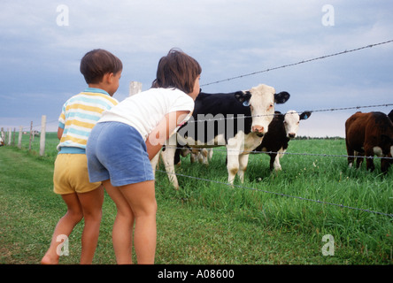 Kinder und Kühe Prinz Edward Island Kanada Stockfoto