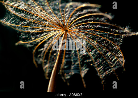 Nahaufnahme eines Goatsbeard, Tragopogon pratensis Saatgut. Stockfoto