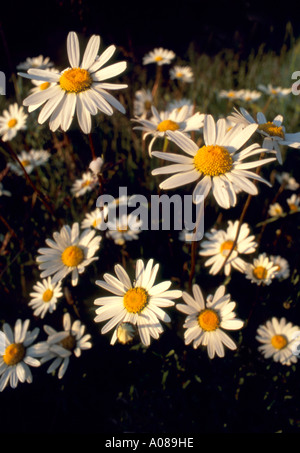 Oxeye Margeriten Leucanthemum Vulgare, in warmes Sonnenlicht. Stockfoto