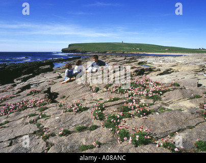 Dh MARWICK BAY ORKNEY Kinder und Meer pinks Armeria maritima auf Felsen schottischen Inseln Küste Stockfoto