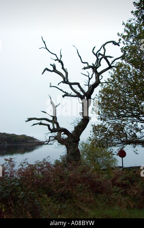 Toter Baum am Rande des Sees neben Kernkraftwerk Trawsfynydd in North Wales, UK. Stockfoto