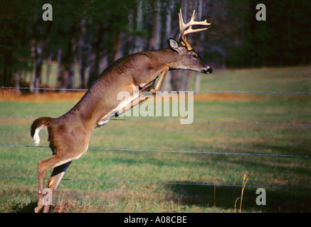 Springen White tail Deer in The Great Smoky Mountains National Park Tennessee Stockfoto