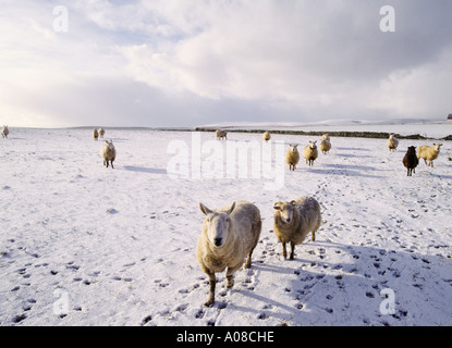 dh SHEEP UK Sheep im Schnee Washfeld hungrig eiskalt kalt schottland Land ländliche Landwirtschaft Winter schottische Farm Herde Stockfoto