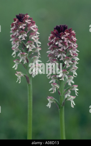 Knabenkraut Helmknabenkraut militärische Orchidee Orchis militaris Stockfoto