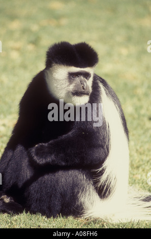 Black And White Colobus Affen bei Elsamere ehemalige Heimat von Joy Adamson Lake Naivasha Kenia in Ostafrika Stockfoto