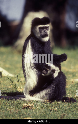 Black And White Colobus Affen mit Baby bei Elsamere ehemalige Heimat von Joy Adamson Lake Naivasha Kenia in Ostafrika Stockfoto