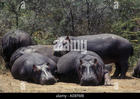 Gruppe von Flusspferden ausruhen und Sonnenbaden aus dem Wasser Serengeti Nationalpark Tansania Ostafrika Stockfoto