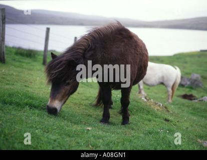 dh Shetland Pony PONY UK Schwarzes Shetland Pony, das Gras frisst Shetland Weiden Fütterung Stockfoto