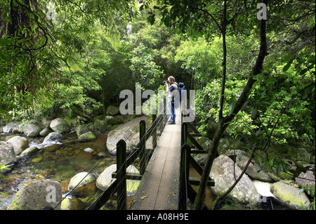 Brücke über Wairere Stream auf dem Weg zur Wairere fällt Wairere Falls Scenic Reserve Kaimai Ranges in der Nähe von Matamata Waikato New Zealan Stockfoto