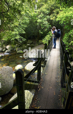 Brücke über Wairere Stream auf dem Weg zur Wairere fällt Wairere Falls Scenic Reserve Kaimai Ranges in der Nähe von Matamata Waikato New Zealan Stockfoto