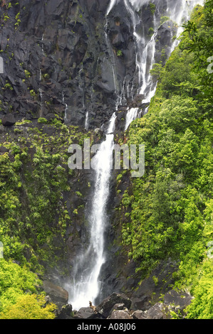 Wairere Falls Wairere Falls Scenic Reserve Kaimai Ranges nr Matamata Auckland Neuseeland Stockfoto