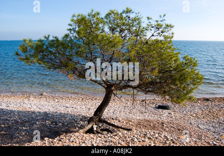 mutige Kiefer auf mediterrane Kiesstrand Stockfoto
