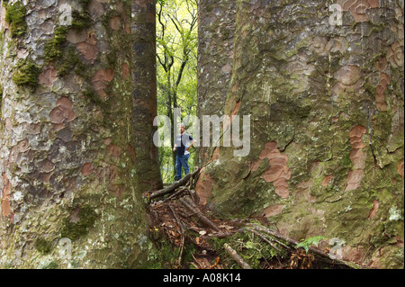 Die vier Schwestern Waipoua Kauri Forest Northland Neuseeland Stockfoto