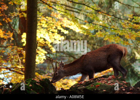 junge europäische Rothirsch Hirsch Cervus Elaphus in einen Buchenwald Stockfoto