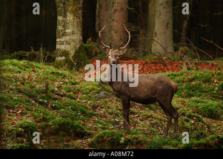 Europäische Rothirsch Hirsch Cervus Elaphus stehend in einem Wald Stockfoto