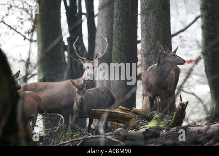 Europäische Rothirsch Cervus Elaphus in einem Buche Wald Fagus Sylvatica gesehen von einem niedrigen ausblenden Stockfoto