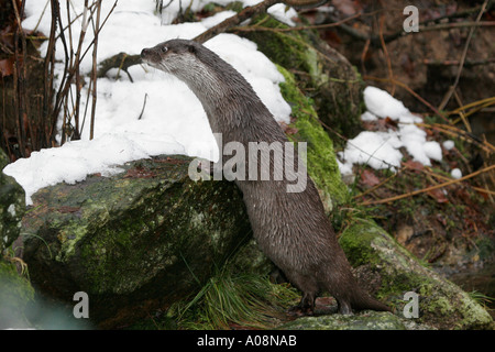 Europäischen Fischotter Lutra Lutra im Winter Bayern Deutschland Europa Stockfoto