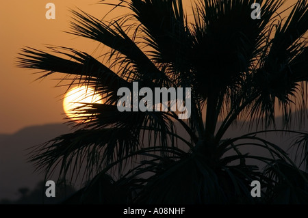 Sonnenuntergang über den Palmen am Ufer des Flusses Nil, Luxor, Ägypten. Stockfoto