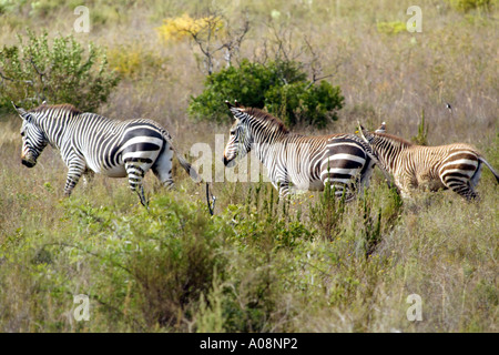 Kap-Bergzebras im Bontebok National Park bei Swellendam western Cape Südafrika RSA Stockfoto