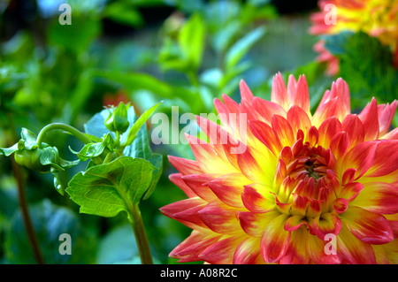 Dahlie Compositae Trelyn Sonnenuntergang Stockfoto