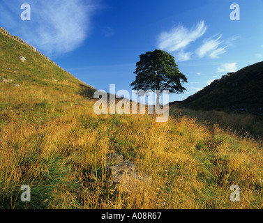 Sycamore Gap ist eine Ikone Spot am Hadrians Wall, Northumberland, England Stockfoto