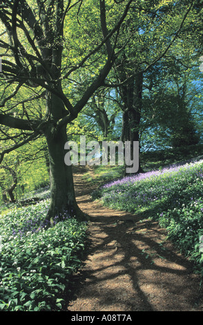 Ein Weg durch die Feder Waldgebiet mit Glockenblumen und wilder Knoblauch bei allen Banken, Northumberland, Großbritannien Stockfoto