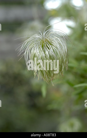 Clematis Tangutica Seedhead Schuss mit einer kleinen Schärfentiefe Stockfoto