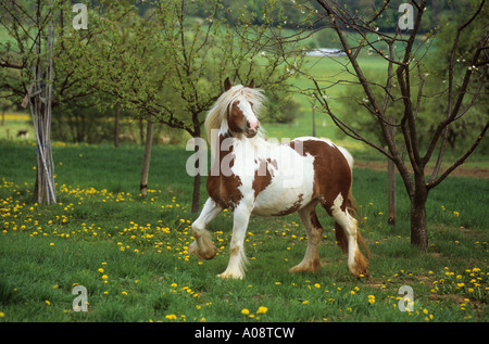 Tinker Pony Pferd auf der Wiese Stockfoto