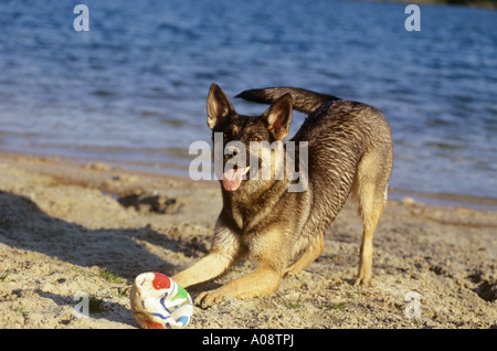 halbe Rasse Hund (Husky / Schäferhund) - wollen spielen Stockfoto