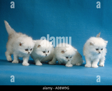 4 junge Perser Kätzchen (Silber-schattiert) - Ausschneiden Stockfoto