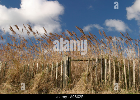 Hohe Gräser und Wolken Stockfoto