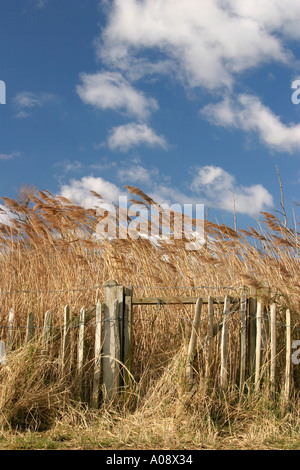 Hohe Gräser und Wolken Stockfoto