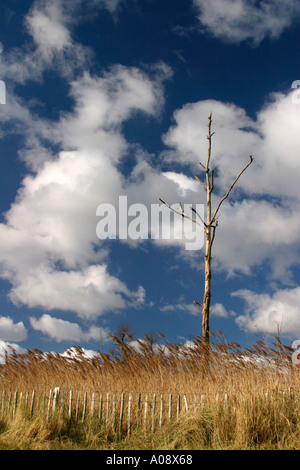 Hohe Gräser und Wolken Stockfoto