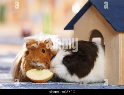 zwei Meerschweinchen - Apfel kaute Stockfoto