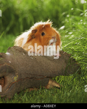 Sheltie Meerschweinchen am Zweig Stockfoto