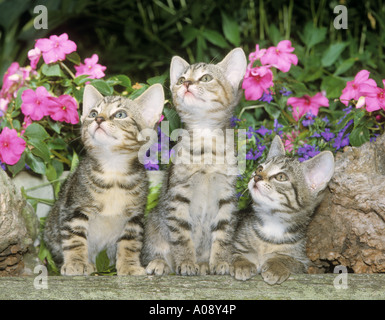 Hauskatze. Drei Kätzchen vor Blumen Stockfoto