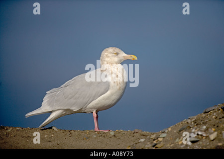 GLAUCOUS GULL Larus hyperboreus Stockfoto