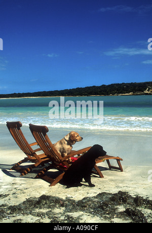 Zwei Welpen auf den Liegestühlen am Strand Stockfoto