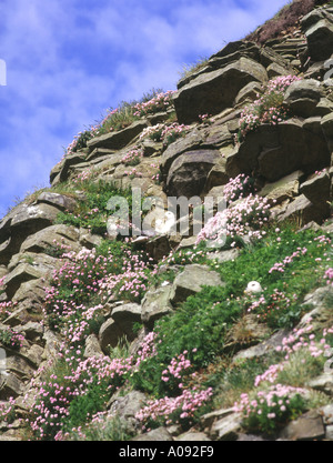 dh Fulmar Vögel UK Fulmar Verschachtelung unter Sparsamkeit Stockfoto