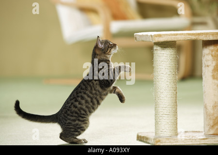 Hauskatze vor Kratzbaum - springen Stockfoto