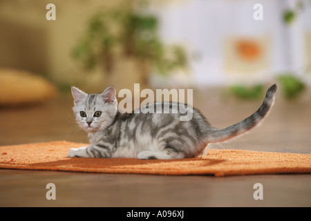 Britisch Kurzhaar Kitten - liegend auf Teppich Stockfoto