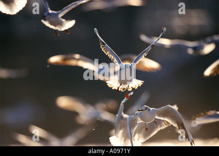 Lachmöwen im Flug Stockfoto