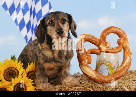 Rauhaar Dackel mit bayerische Flagge und Brezel - Oktoberfest Stockfoto