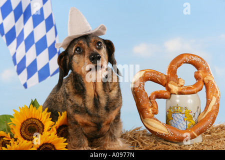 Rauhaar Dackel mit bayerische Flagge und Brezel - Oktoberfest Stockfoto