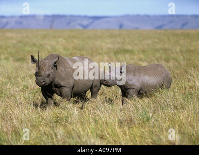 Diceros bicornis Stockfoto