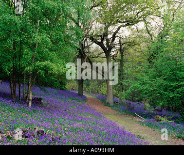 Bluebell Wood, Spring, East Sussex Countryside, Großbritannien Stockfoto